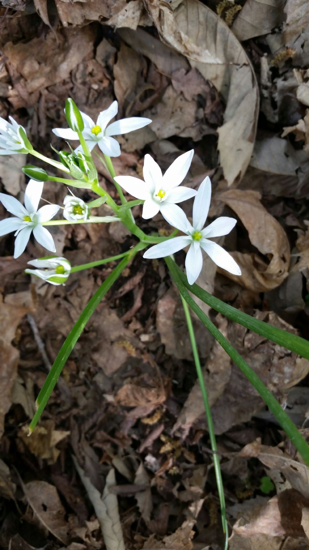 Ornithogalum sp. (Asparagaceae)